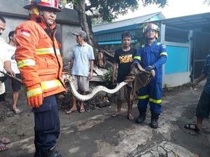 Damkar Evakuasi Ular Sanca 4 Meter di Jl Mabes TNI Cilangkap Damkar Evakuasi Ular Sanca 4 Meter di Jl Mabes TNI Cilangkap