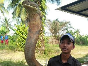 Pelihara King Kobra, Amar Hampir Diamputasi karena Digigit Ular Pelihara King Kobra, Amar Hampir Diamputasi karena Digigit Ular