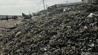 Limbah Kerang Hijau Menggunung di Cilincing