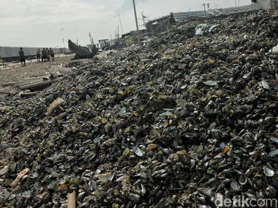 Limbah Kerang Hijau Menggunung di Cilincing