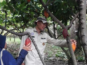 Jokowi Bagi Sertifikat Tanah, Panen Cokelat Jadi Naik 2 Ton/Ha