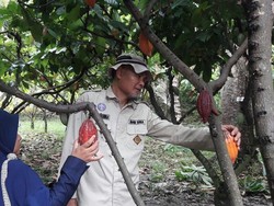 Jokowi Bagi Sertifikat Tanah, Panen Cokelat Jadi Naik 2 Ton/Ha