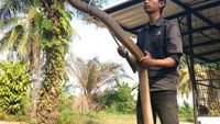 Foto: Aksi Amar Pemelihara King Kobra 4 Meter