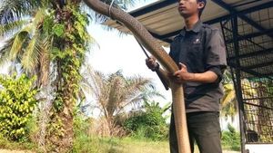 Foto: Aksi Amar Pemelihara King Kobra 4 Meter
