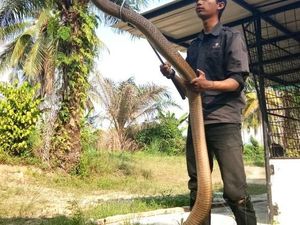 Foto: Aksi Amar Pemelihara King Kobra 4 Meter