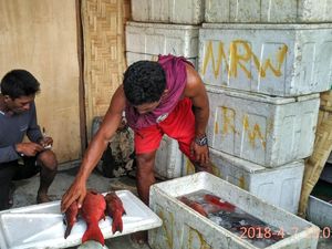 Kantongi Sertifikat Gratis, Penghasilan Nelayan Sultra Melonjak