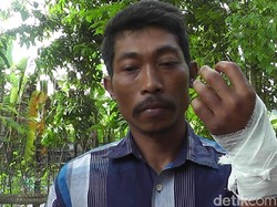 Melawan, Ular Piton Gigit Tangan Pawang Ular di Rembang