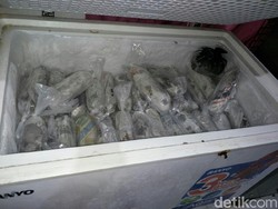 Lagi, Lobster RI Diselundupkan ke Luar Negeri