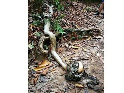 Saat Piton Jadi Makan Malam untuk Kobra