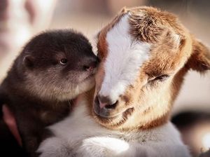 Potret Persahabatan Hewan yang Tak Pandang Bulu