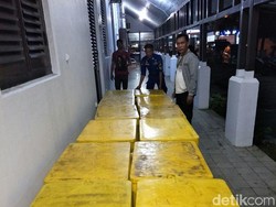 Polisi Tangkap Penyelundup 107.525 Ekor Baby Lobster