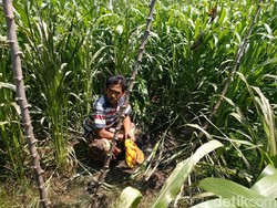 Ini Kesimpulan Polisi Kasus Ibu dan Anak Terbakar di Sawah