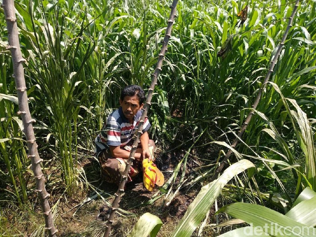 Ini Kesimpulan Polisi Kasus Ibu dan Anak Terbakar di Sawah Ini Kesimpulan Polisi Kasus Ibu dan Anak Terbakar di Sawah
