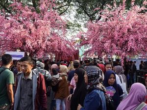 Berburu Kuliner dan Pernak-pernik Jepang di Festival Sakura Matsuri