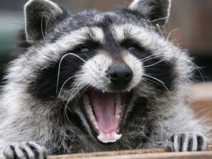 Ulah Bayi Tanuki di Museum, Paksa Satpam Kucing-kucingan demi Cari Induknya Ulah Bayi Tanuki di Museum, Paksa Satpam Kucing-kucingan demi Cari Induknya