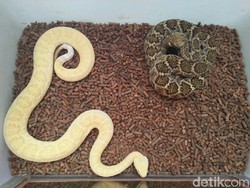 Ngeri! Selain Pelihara King Kobra, Amar Pelihara Ular Derik