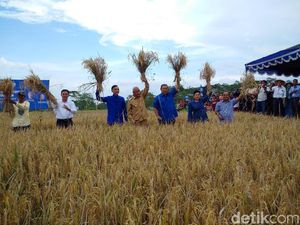 Panen Raya di Sleman, SBY Bagikan Jurus Hentikan Impor Beras