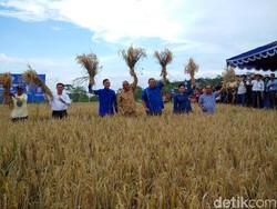 Panen Raya di Sleman, SBY Bagikan Jurus Hentikan Impor Beras