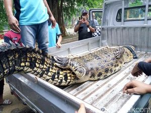 Cerita Keluarga Pemilik Buaya yang Lepas di Sukoharjo Cerita Keluarga Pemilik Buaya yang Lepas di Sukoharjo