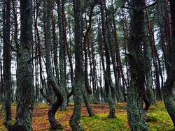 10 Negara dengan Pepohonan Terbanyak di Dunia, Indonesia Nomor Berapa?