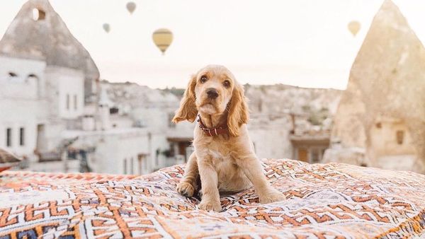 Foto: Hewan-hewan Peliharaan yang Bikin Iri