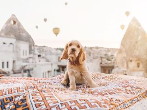 Foto: Hewan-hewan Peliharaan yang Bikin Iri