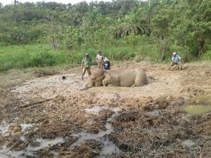 Gajah Winggo Terjebak dalam Lumpur Selama 8 Jam