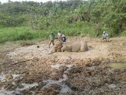 Gajah Winggo Terjebak dalam Lumpur Selama 8 Jam