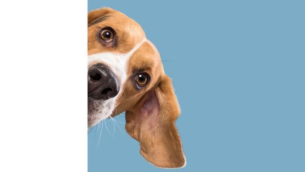 Mencari Nafkah dari Anjing