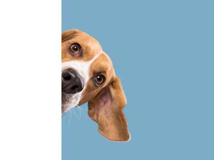 Mencari Nafkah dari Anjing