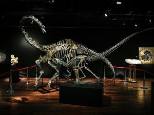 Video Wujud 3 Fosil Dinosaurus Jurassic yang Terjual Rp 251 M Video Wujud 3 Fosil Dinosaurus Jurassic yang Terjual Rp 251 M