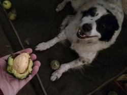 Keren! Anjing Ini Bantu Pemiliknya Tanam Buah Alpukat
