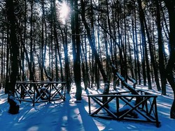 Mengenal Bioma Taiga Beserta Ciri-cirinya