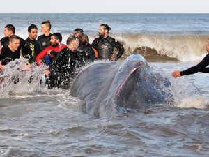Melihat Proses Evakuasi Paus di Pantai Argentina
