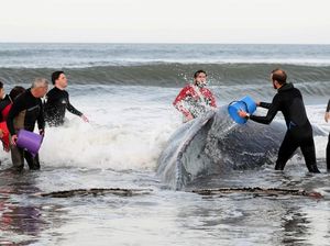 Penyelamatan Heroik 5 Paus Terdampar di Florida