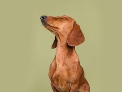 Kisah Haru Anjing Setia Menunggu di Jalan Tempat Pemiliknya Meninggal Dunia