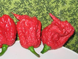 Sakit Kepala Kena Petir karena Makan Cabe Paling Pedas Sedunia