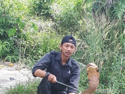 Sering Dipatuk, Amar Tetap Melihara King Kobra Panjang 4 Meter