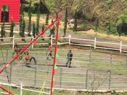 Viral Video Kuda Disiksa, The Ranch Cisarua Minta Maaf