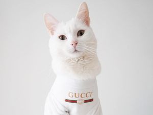 Ini Zappa, Kucing Fashionista yang Gayanya Lebih Stylish dari Kamu
