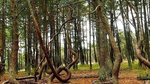 Foto: Pohon-pohon yang Menari