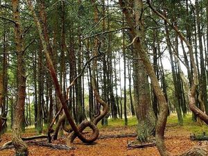 Foto: Pohon-pohon yang Menari