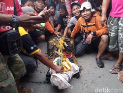 Buaya yang Lepas di Sukoharjo akan Dipelihara Kebun Binatang Jurug