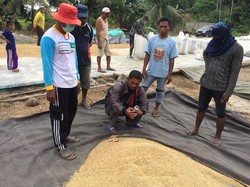 Sharing Teknologi Pertanian Melalui Survei Konversi Gabah