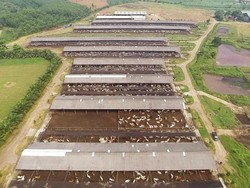Perusahaan Peternakan Australia Jual Asetnya di Indonesia