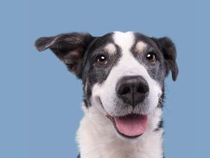 Viral, Wanita Mengaku Kulitnya Bebas Jerawat Berkat Minum Urin Anjing