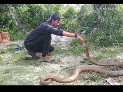 Foto: Gaya Nekat Amar Bermain dengan King Kobra 4 Meter