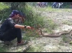 Seram! Aksi Amar Main dengan King Kobra 4 Meter Bikin Dag-dig-dug