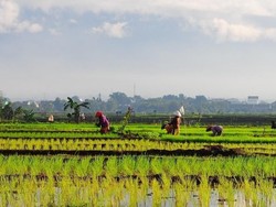 Petani Jateng Dapat Pupuk Bersubsidi Tak Terbatas