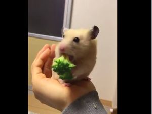 Lucunya, Hamster Ini Makan Brokoli dengan Sangat Lahap!